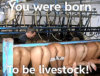 Its pathetic to see all these 3 holed objects, thinking so highly of them selves, not realising their purpose! Remember- “You were born to be livestock”'