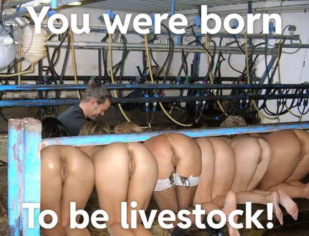 Its pathetic to see all these 3 holed objects, thinking so highly of them selves, not realising their purpose! Remember- “You were born to be livestock” picture 1 of 1