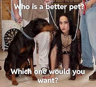 Whats the difference between the two pets below?'